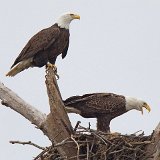 12SB4148 American Bald Eagles in Osprey Nest